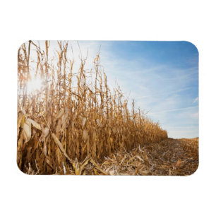 Partly Harvested Corn Field Magneet