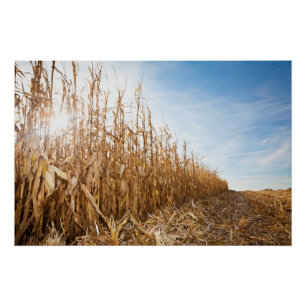 Partly Harvested Corn Field Perfect Poster