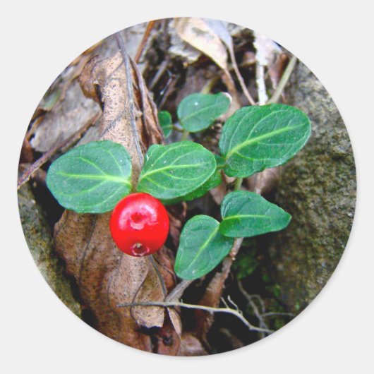 Partridge Berry Wildflower Ronde Sticker (Voorkant)