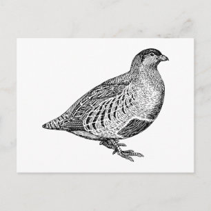 Partridge Bird Art Briefkaart