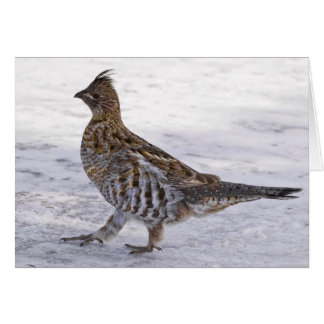 Partridge Strut