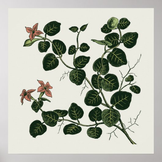 Partridgeberry Poster (Voorkant)