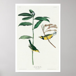 Paruline à capuchon par Audubon Poster
