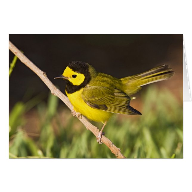 Paruline citrine (Wilsonia citrina) (Devant horizontal)