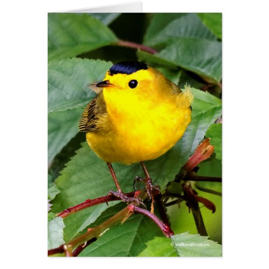 Paruline de Wilson dans le cerisier (Devant)