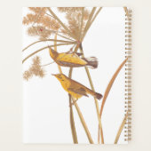 Paruline des Prairies Audubon Oiseau jaune (Dos)