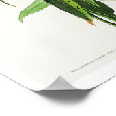 Paruline du Connecticut par Audubon Poster (Coin)