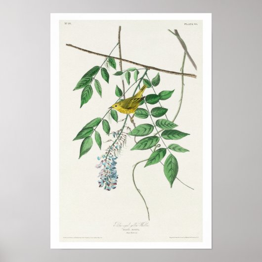 Paruline jaune aux yeux bleus par Audubon Poster (Devant)
