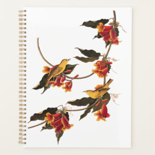 Paruline jaune Songbirds sur Flower Crossvine