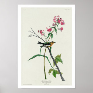 Paruline noire par Audubon Poster
