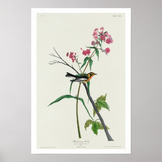 Paruline noire par Audubon Poster (Devant)