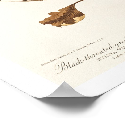 Paruline par Audubon Poster (Coin)