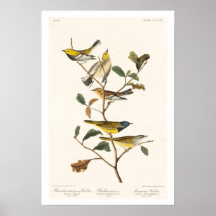 Paruline par Audubon Poster