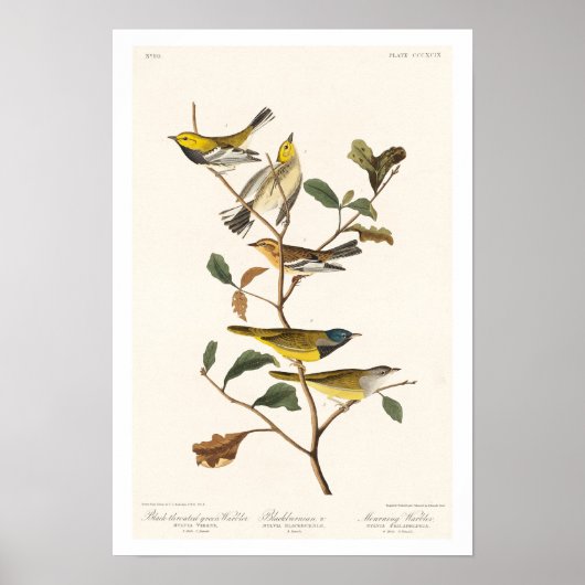 Paruline par Audubon Poster (Devant)