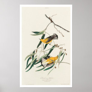 Paruline protonotaire par Audubon Poster