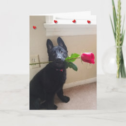 Pas d'amour chiot avec la carte Valentine Rose rou