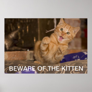Pas op voor de Kitten Poster