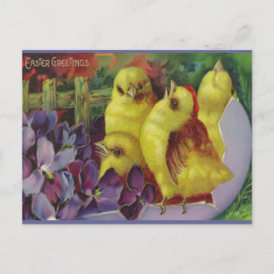 Pasen Chick Groeten Feestdagenkaart