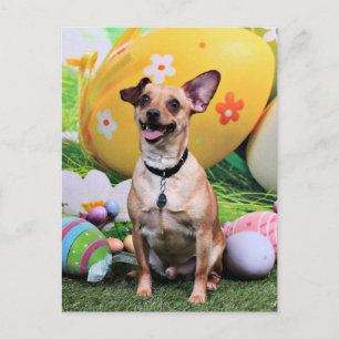 Pasen - Chipin Rockwell - Chihuahua Rambo Feestdagenkaart