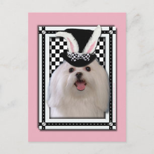 Pasen - Één of ander Konijntje houdt van u - Feestdagenkaart