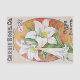 Pasen Lily 1905  Floral Weefselpapier Tissuepapier