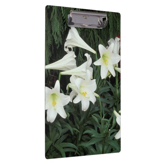 Pasen Lily (Lilium regale) Klembord (Rechts)