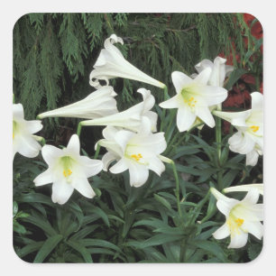 Pasen Lily (Lilium regale) Vierkante Sticker