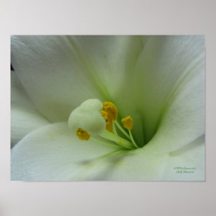 Pasen Lily Poster
