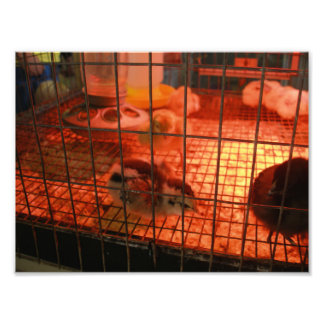Pasgeboren Baby Chick in incubator Foto Afdruk