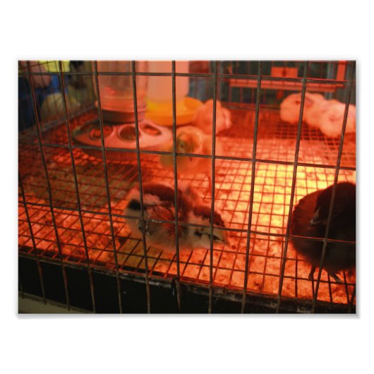 Pasgeboren Baby Chick in incubator Foto Afdruk (Voorkant)