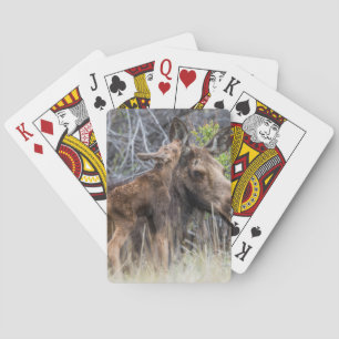 Pasgeboren elandkalf kroelt tegen zijn moeder pokerkaarten