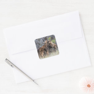 Pasgeboren elandkalf kroelt tegen zijn moeder vierkante sticker