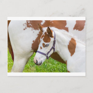 Pasgeboren foelwit bruin met paard.JPG Briefkaart