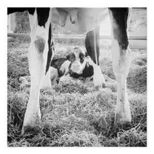 Pasgeboren Holstein Calf Perfect Poster