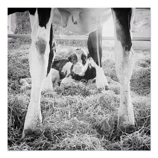 Pasgeboren Holstein Calf Perfect Poster (Voorkant)