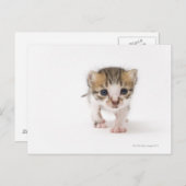 Pasgeboren kitten briefkaart (Voorkant / Achterkant)