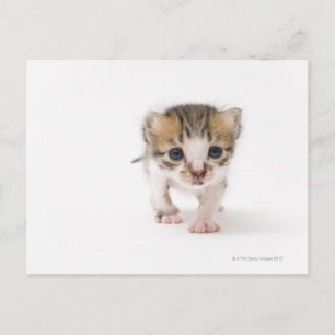 Pasgeboren kitten briefkaart