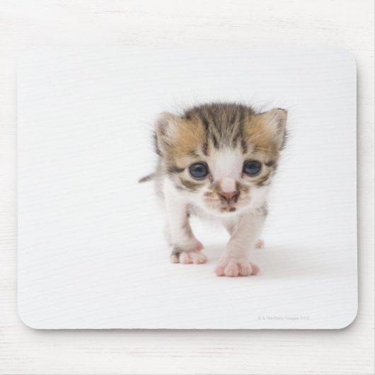 Pasgeboren kitten muismat (Voorkant)