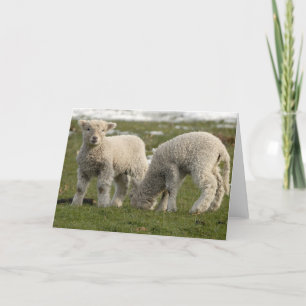 Pasgeboren Lammeren Kaart