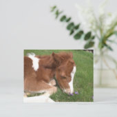 Pasgeboren Pony - Geest Briefkaart (Staand voorkant)