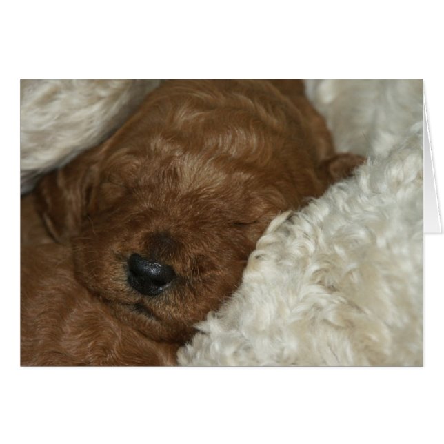 Pasgeboren reeks-04 (Voorkant Horizontaal)