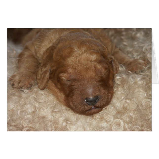 Pasgeboren serie-10 (Voorkant Horizontaal)