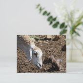 Pasgeborene Briefkaart (Staand voorkant)