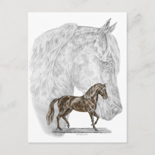 Paso Fino Horse Art Briefkaart