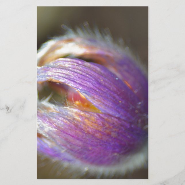 Pasque Flower Bud (Voorkant)