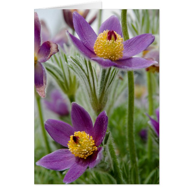 Pasque Flower of Pulsatilla (Voorkant)
