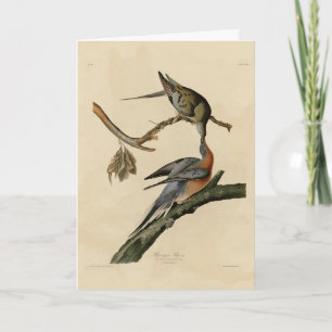 Passagiersduif uit de Amerikaanse vogelfamilie Aud Kaart