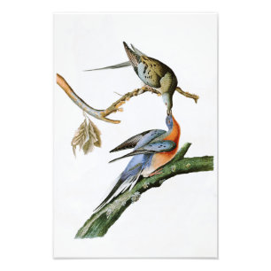 Passenger Pigeon John Audubon Birds of America Foto Afdruk