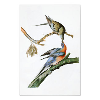 Passenger Pigeon John Audubon Birds of America Foto Afdruk