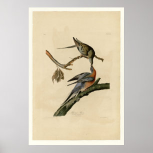 Passenger Pigeon Poster